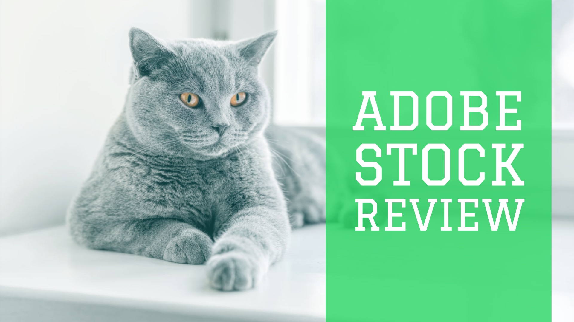 Adobe Stock Review 2019: Details, Pricing, & Features | TechRev.me